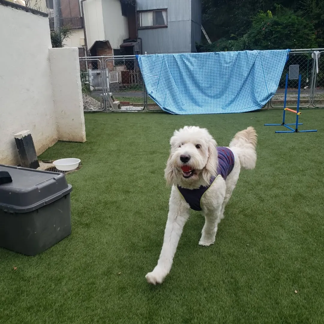 夕方ランで遊ぶわんこさん♥️