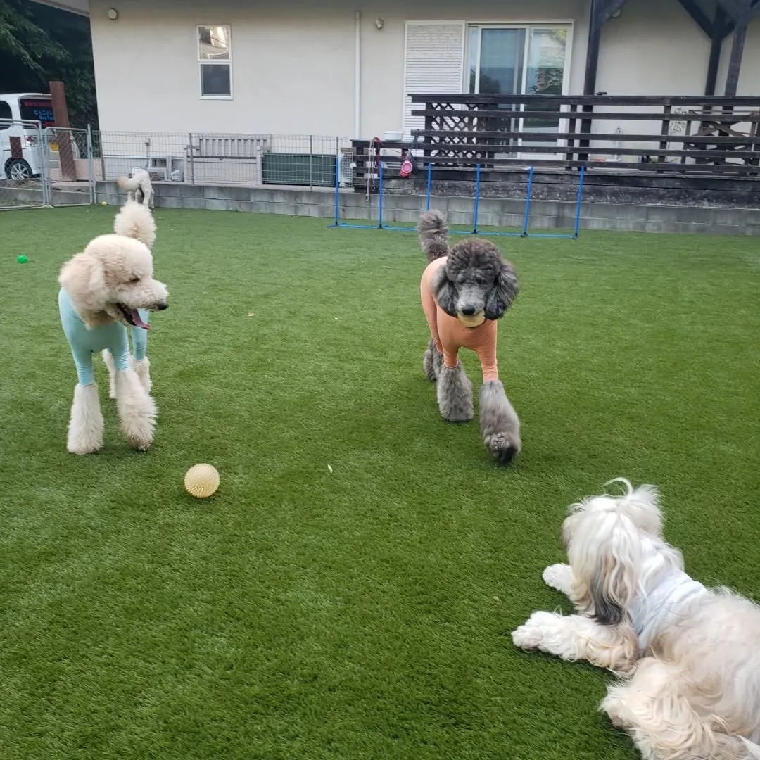 夕方ランで遊ぶわんこさん♥️