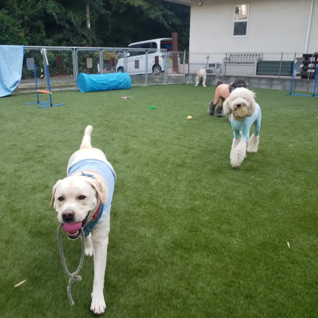 夕方ランで遊ぶわんこさん♥️