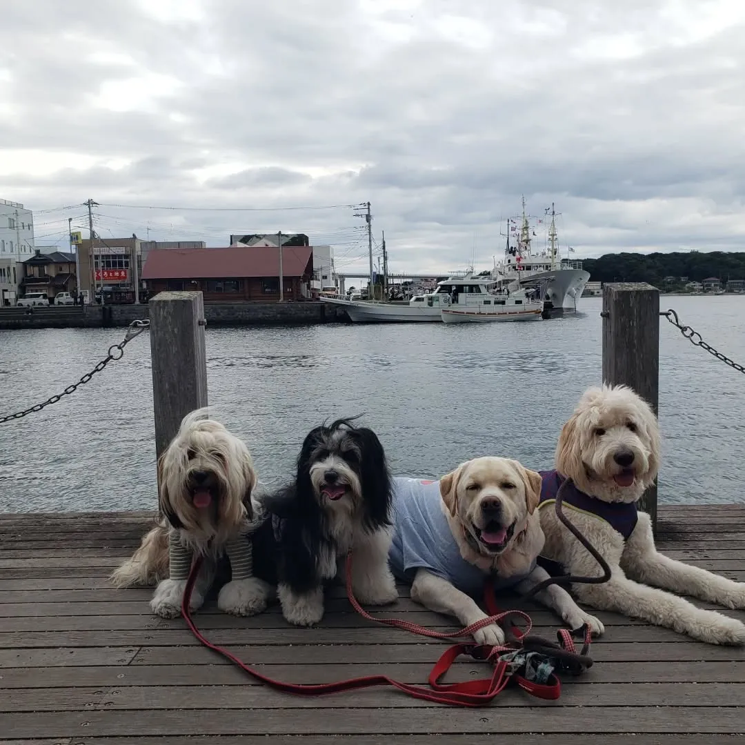 朝は三崎までお散歩へ行ってきました😊