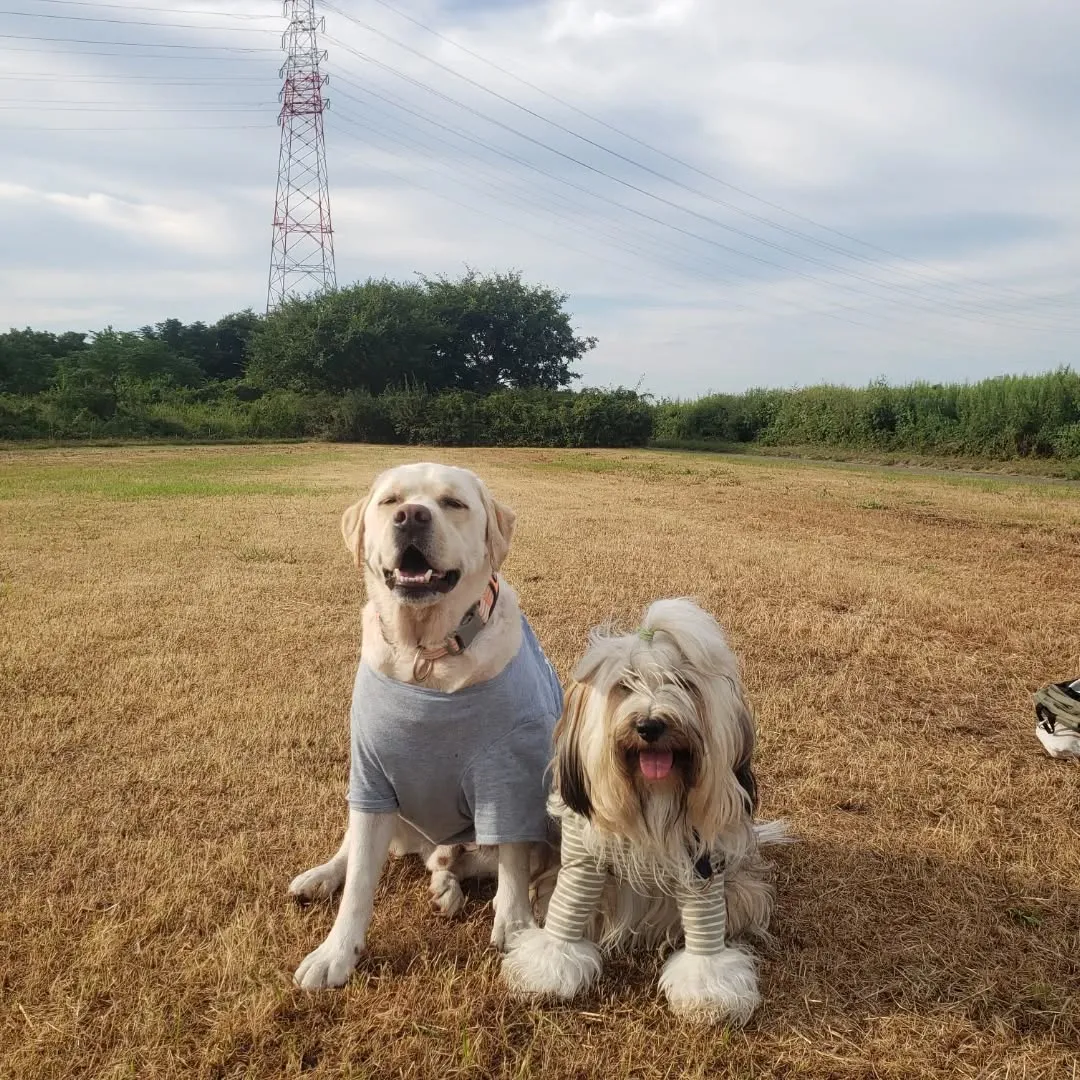 夜中車を走らせて実家に帰省。
