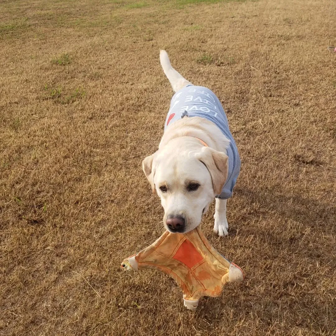 夜中車を走らせて実家に帰省。