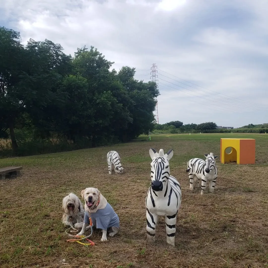 夜中車を走らせて実家に帰省。
