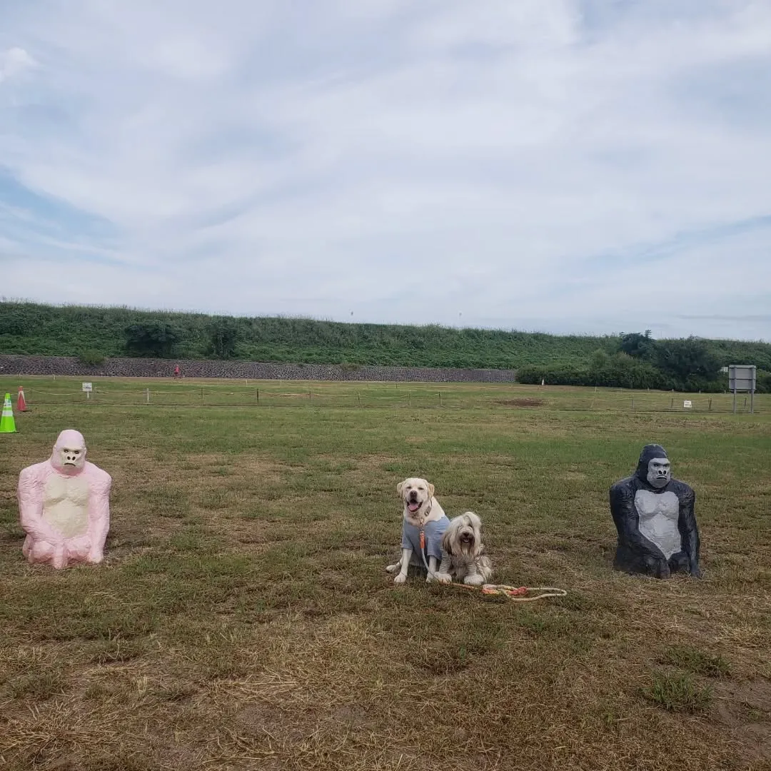 夜中車を走らせて実家に帰省。