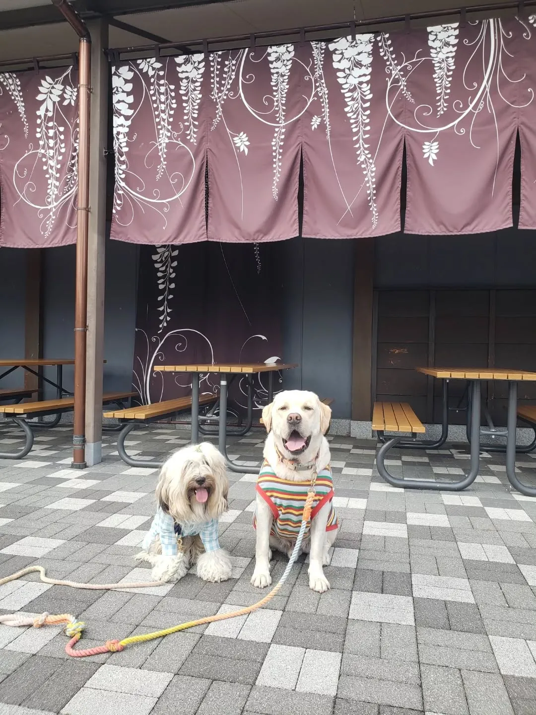 父の1周忌も無事終わり、お墓参りも行ってきました。