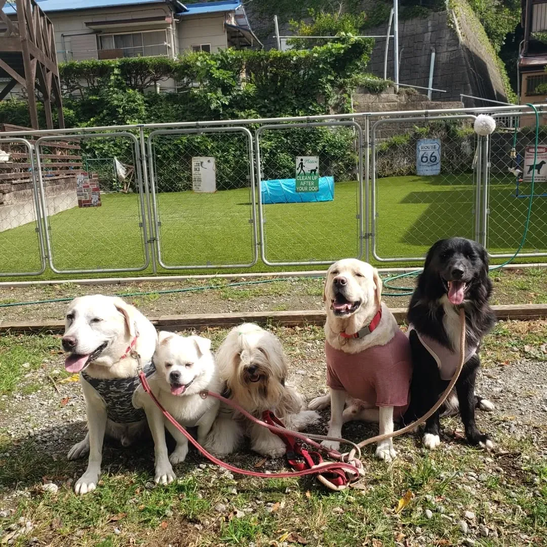 朝はお散歩へ行った後ランで遊ぶわんこさん♥️