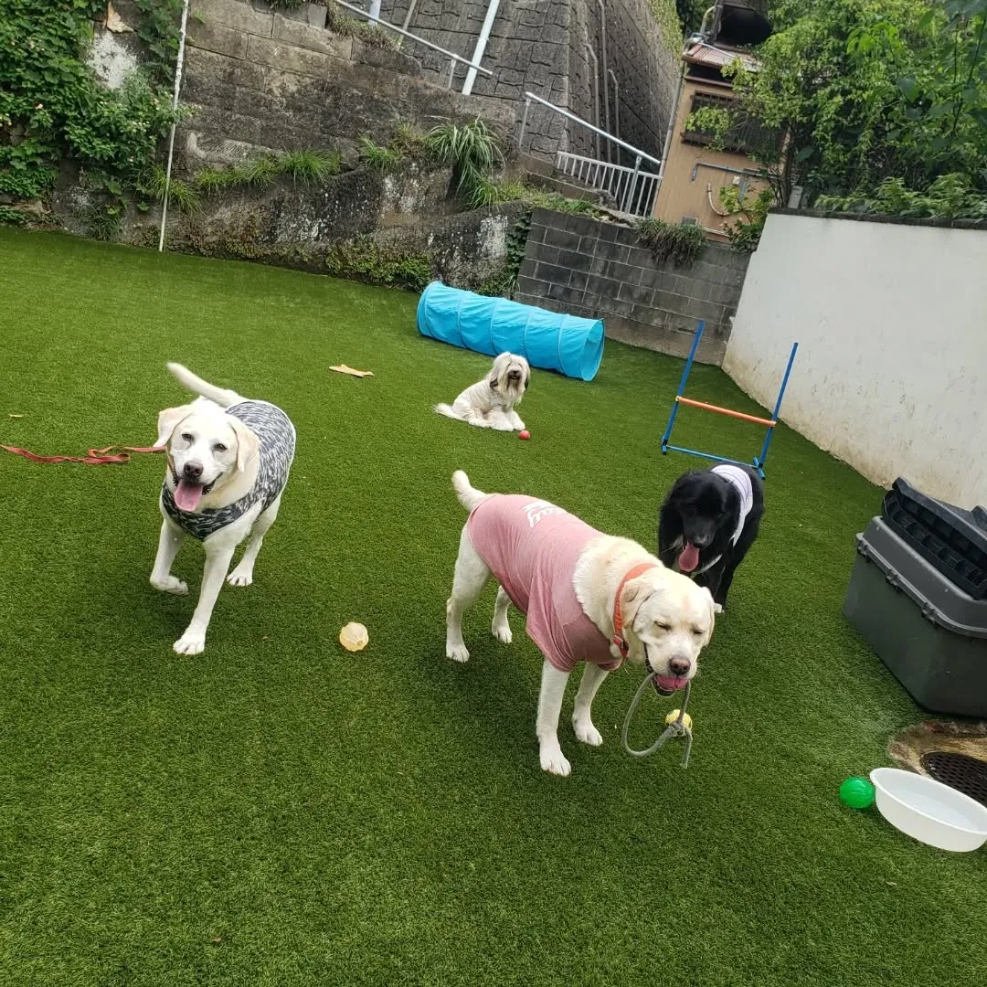 朝はお散歩へ行った後ランで遊ぶわんこさん♥️