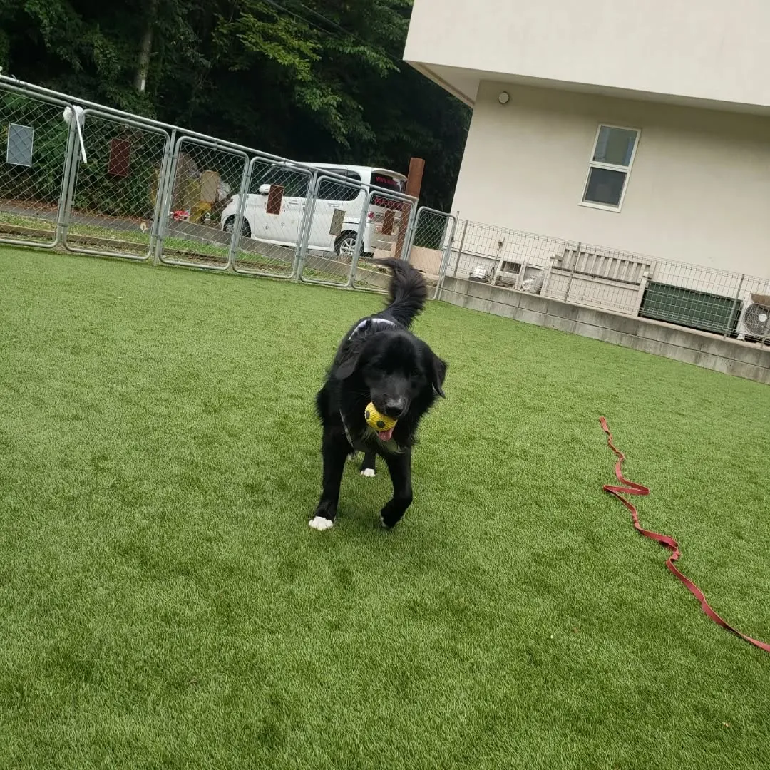 朝はお散歩へ行った後ランで遊ぶわんこさん♥️