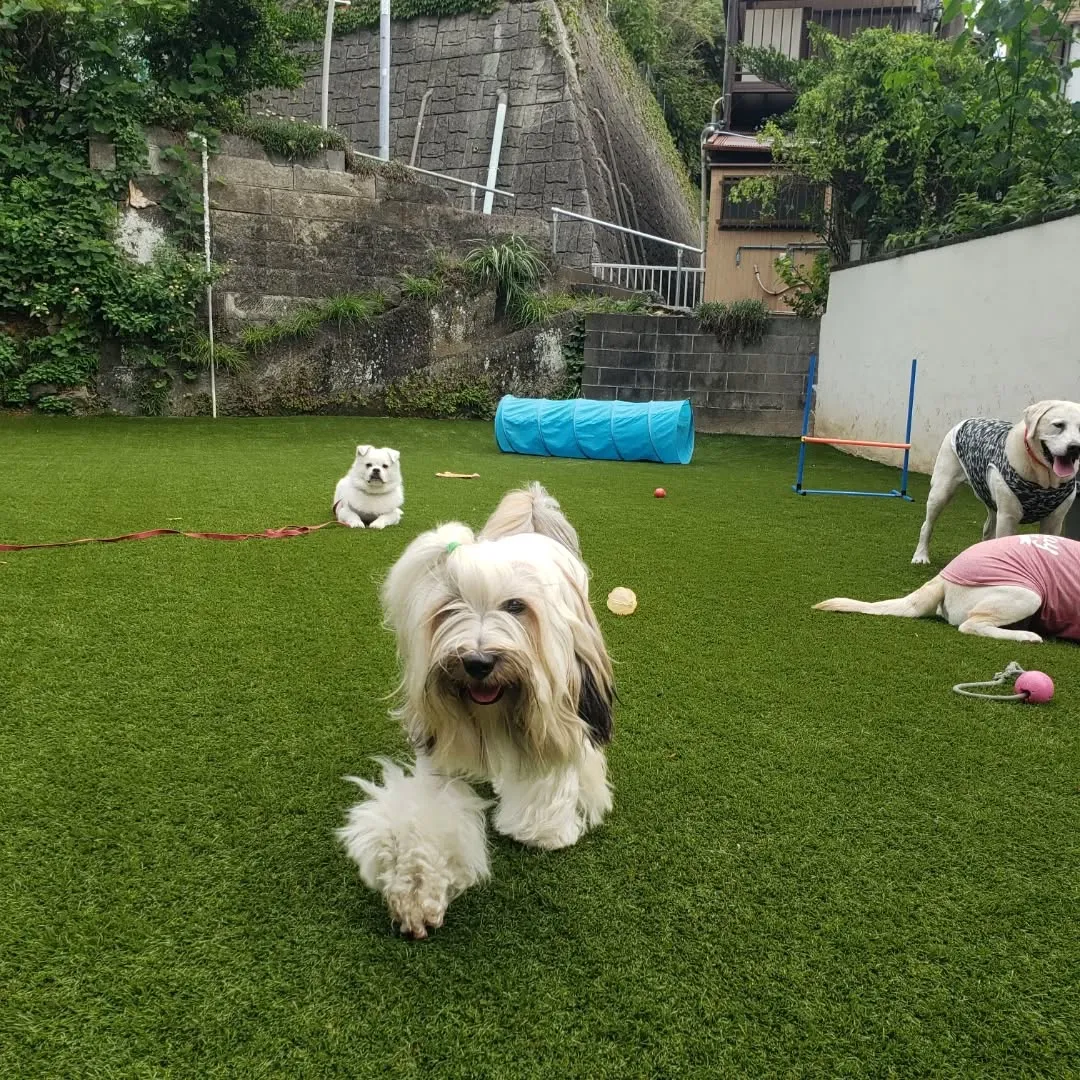 朝はお散歩へ行った後ランで遊ぶわんこさん♥️