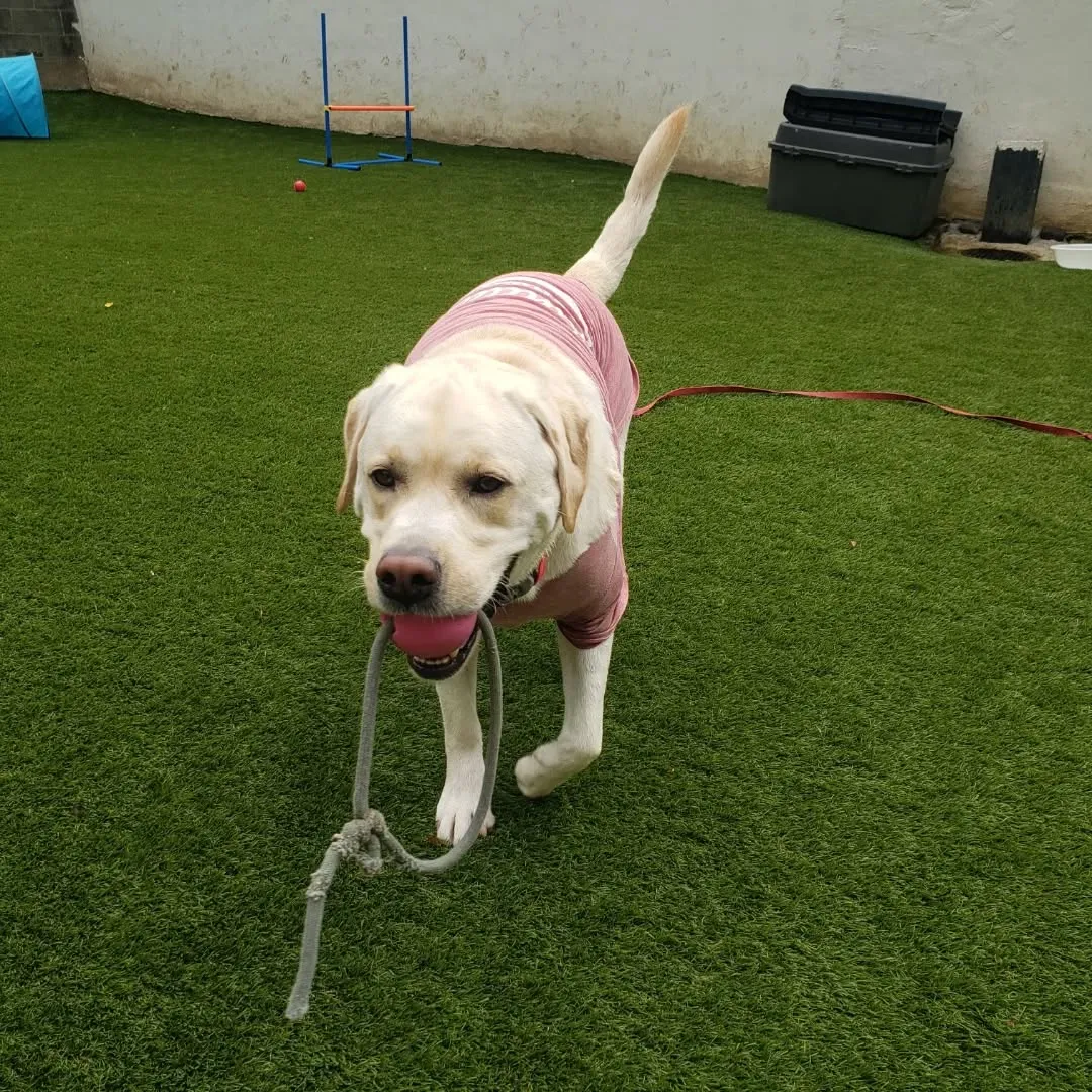 朝はお散歩へ行った後ランで遊ぶわんこさん♥️