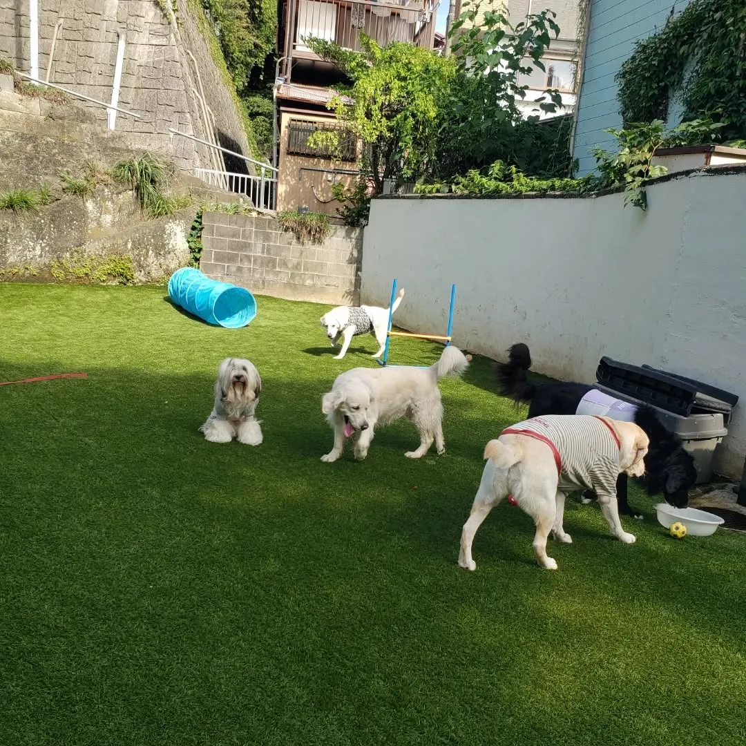 午後からは雪ちゃんもくわわりました😄