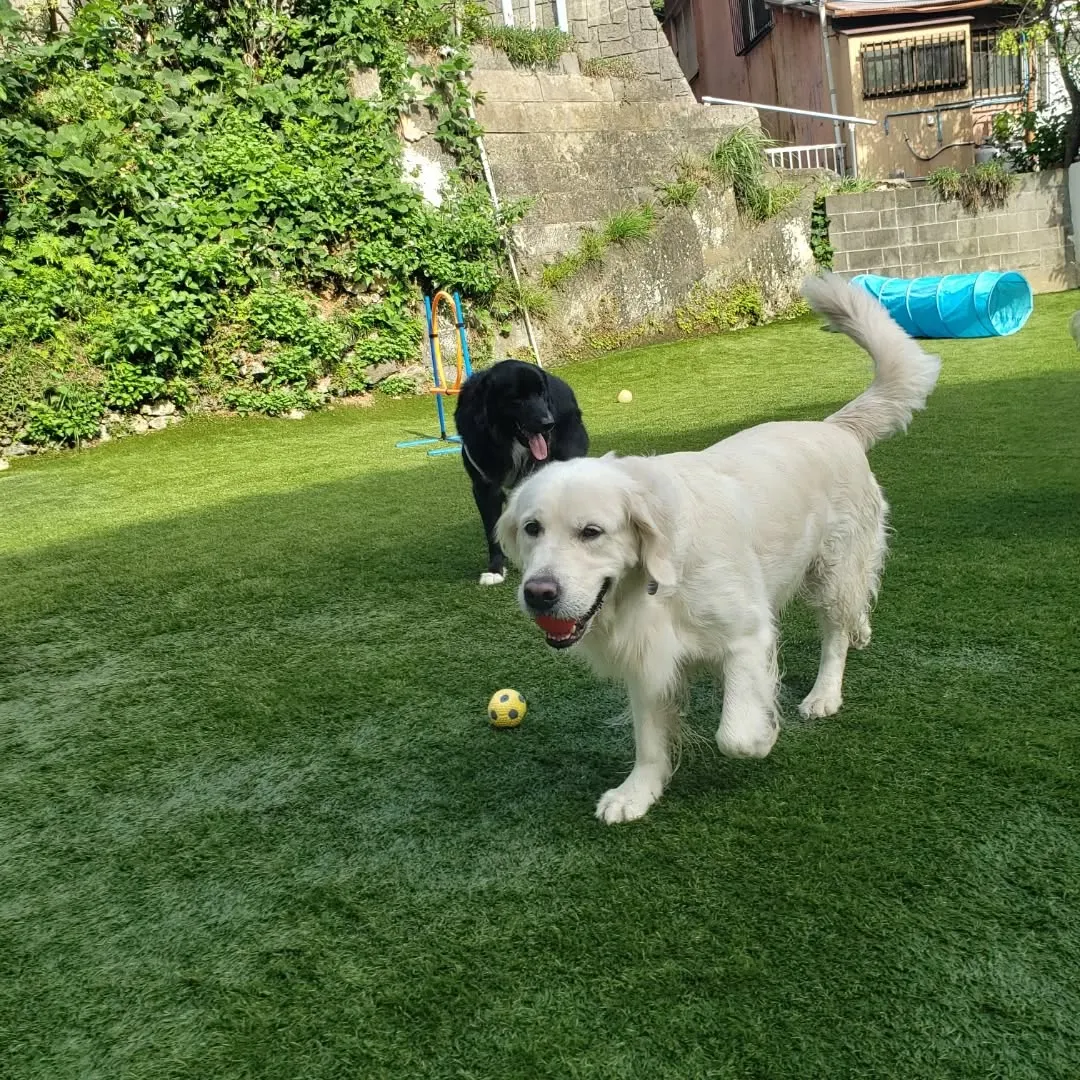 午後からは雪ちゃんもくわわりました😄