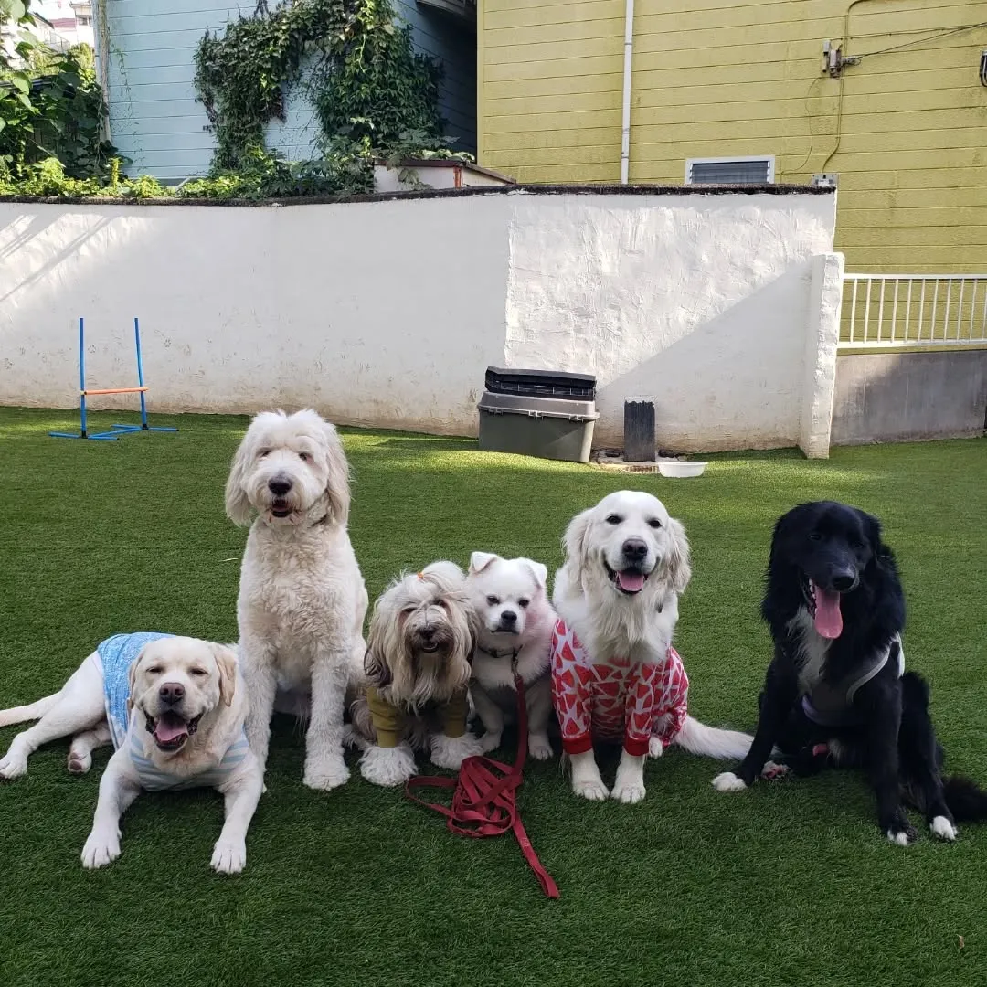 ランで楽しく遊ぶわんこさん♥️