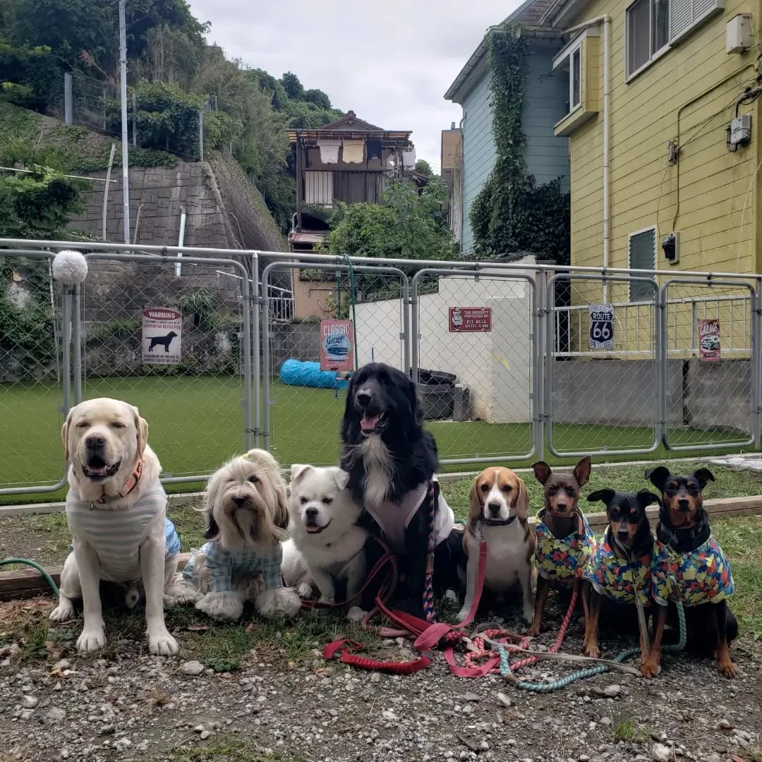 たくさんのわんこさんが来てくれました😊