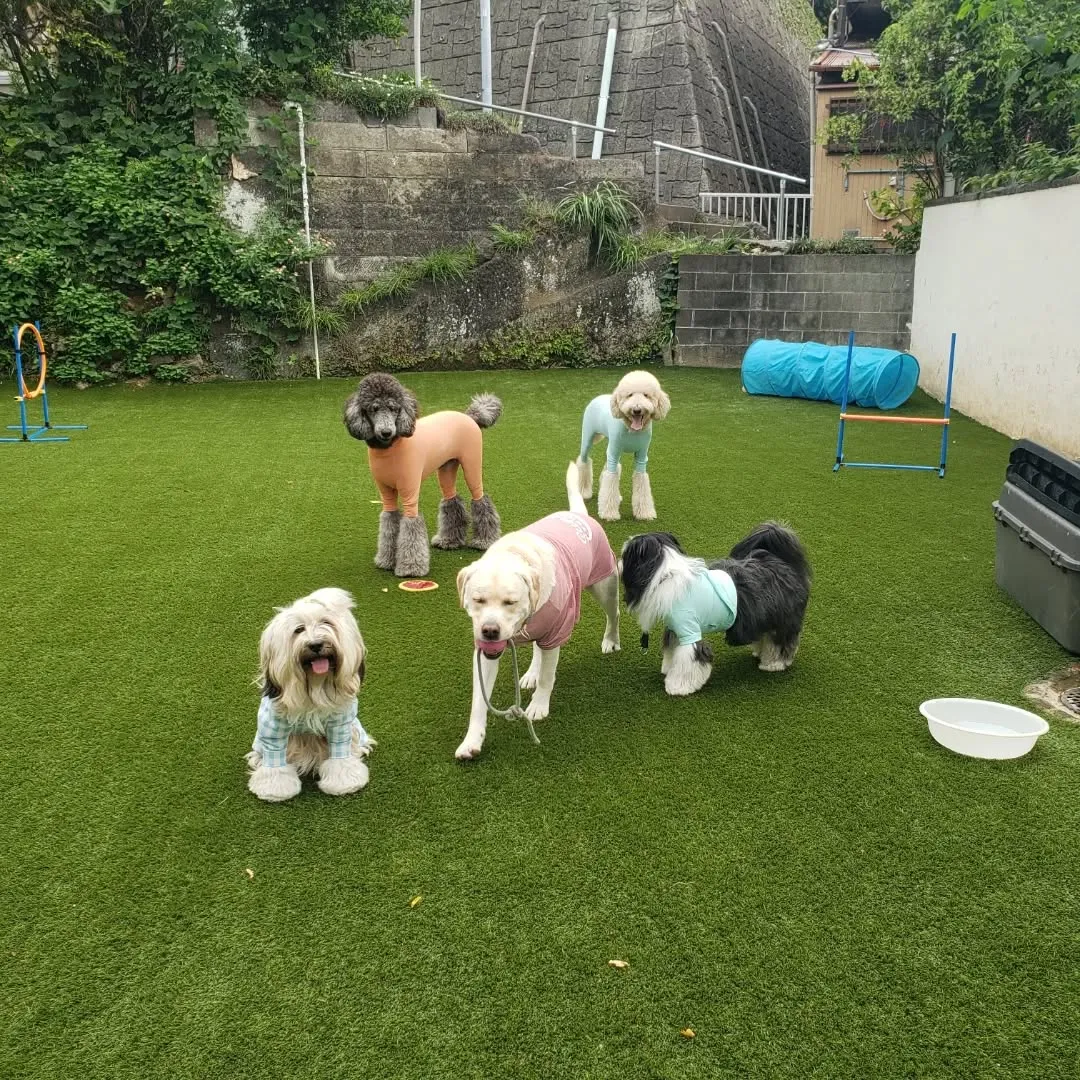 午前中はランで遊ぶわんこさん♥️