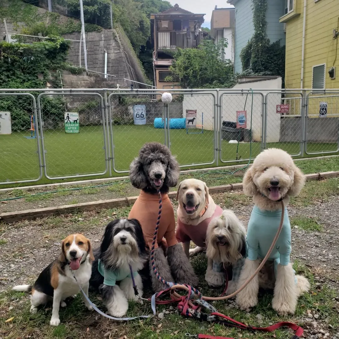 午前中はランで遊ぶわんこさん♥️