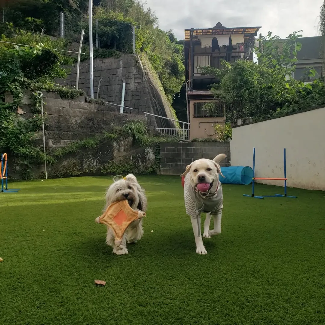 ランで遊ぶまーちゃんとロデイ♥️