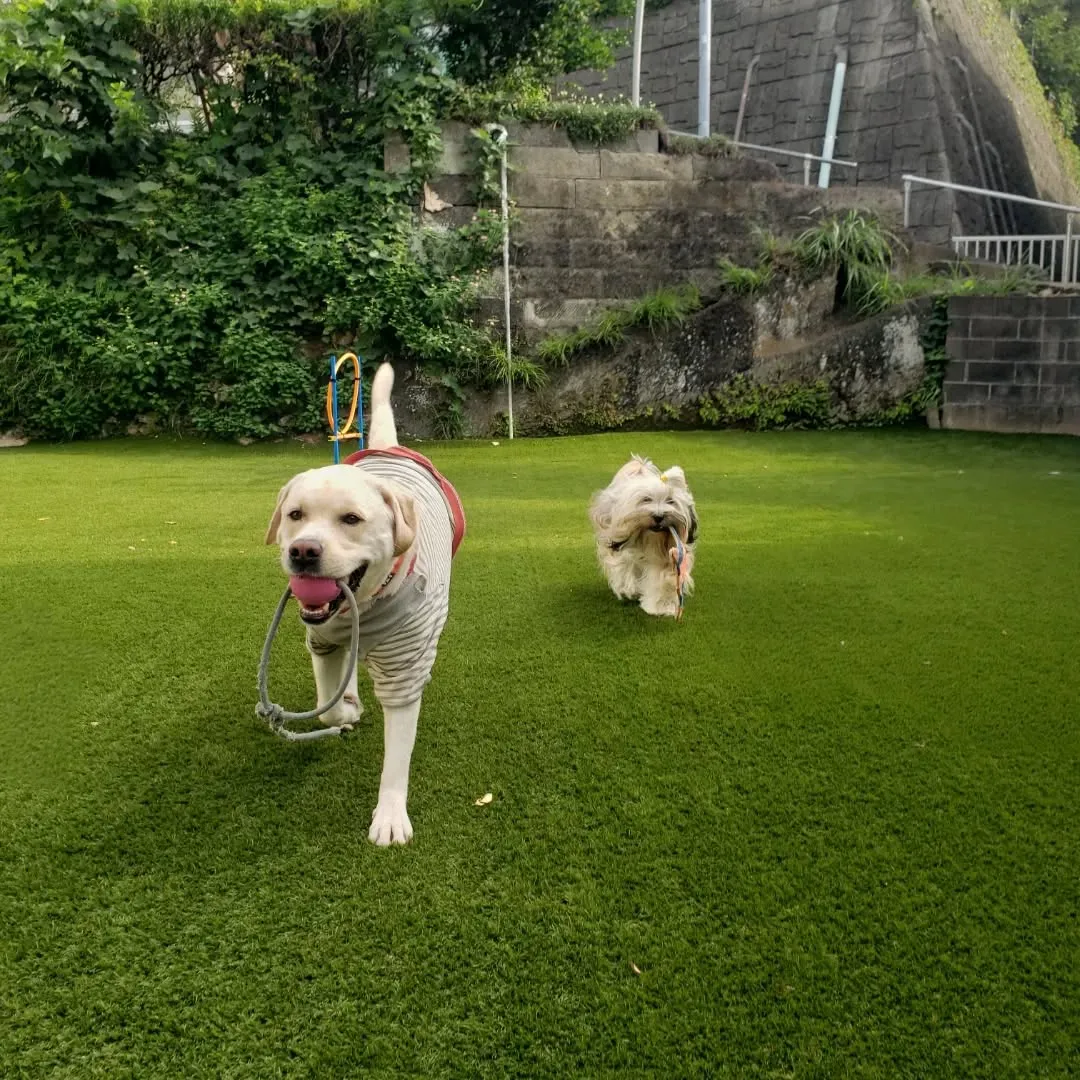 ランで遊ぶまーちゃんとロデイ♥️