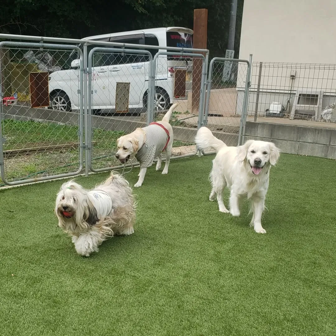ランで遊ぶわんこさん♥️