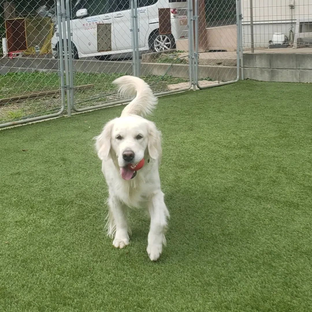 ランで遊ぶわんこさん♥️