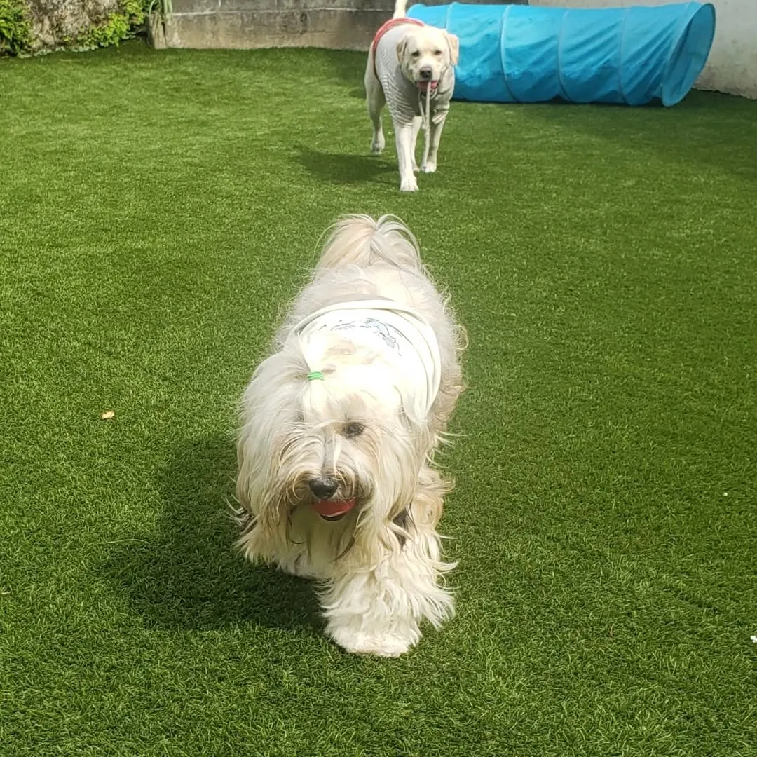 ランで遊ぶわんこさん♥️