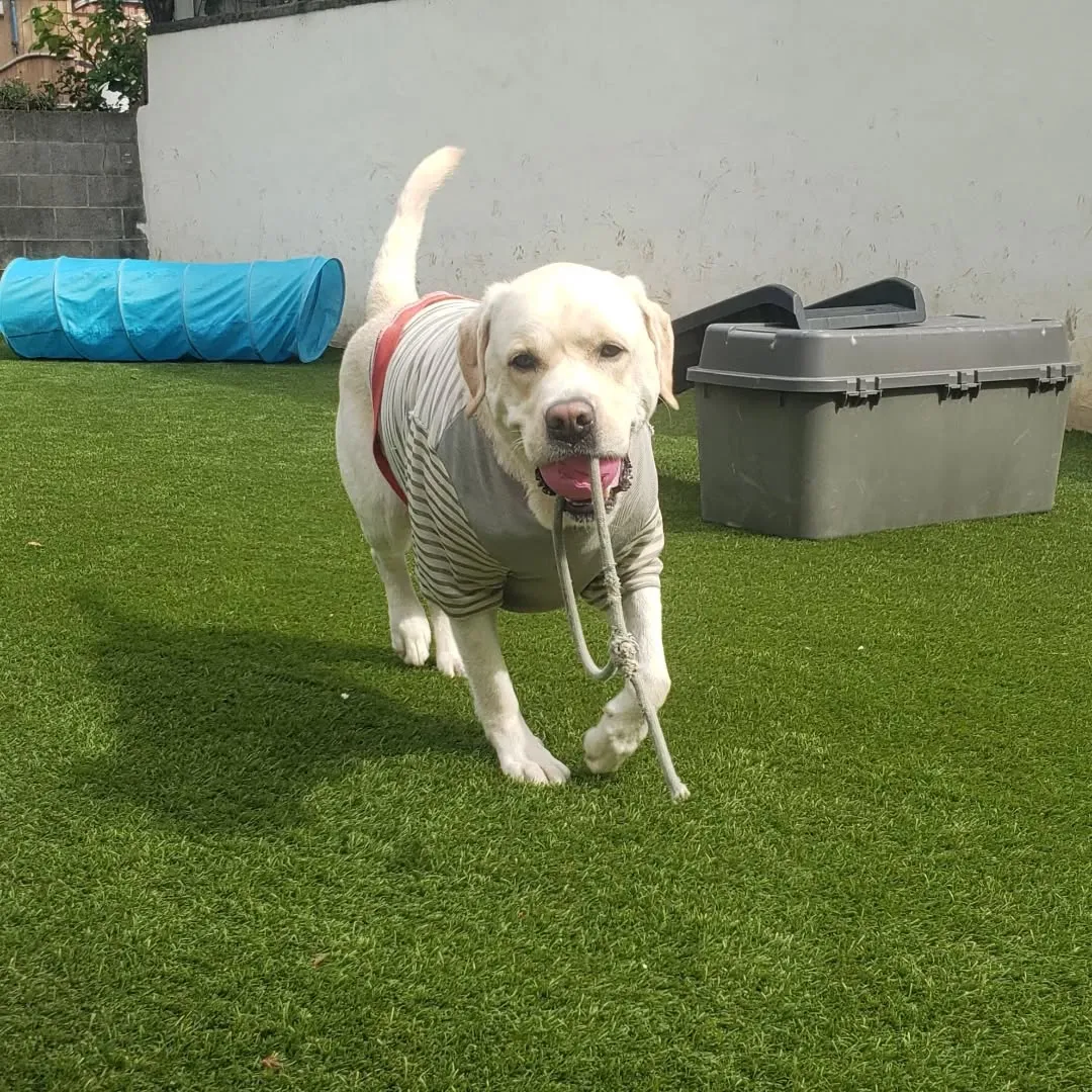 ランで遊ぶわんこさん♥️