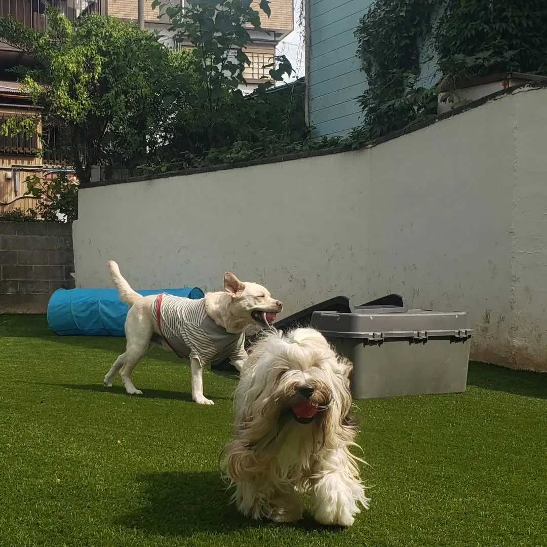 ランで遊ぶわんこさん♥️
