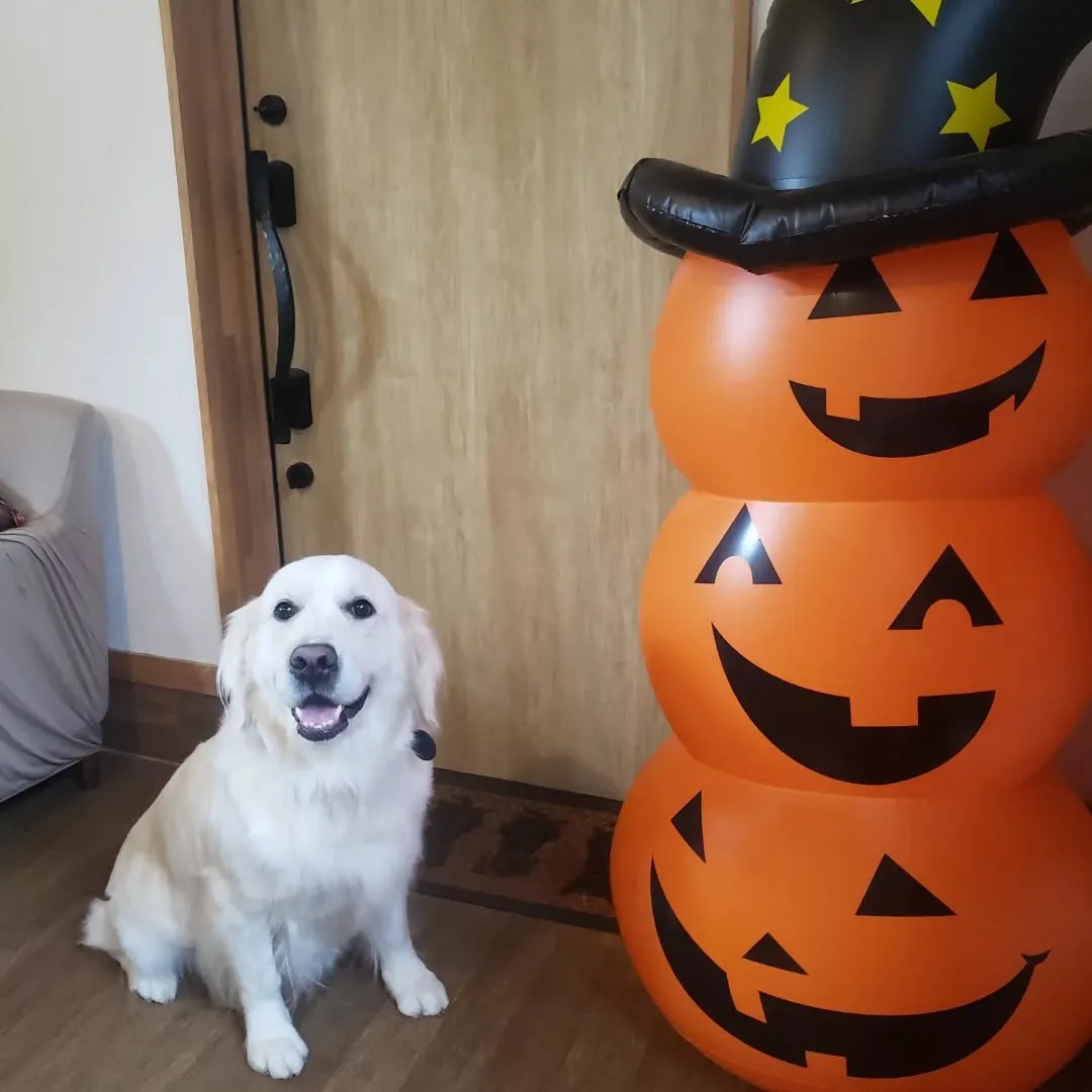 ランで遊ぶわんこさん♥️