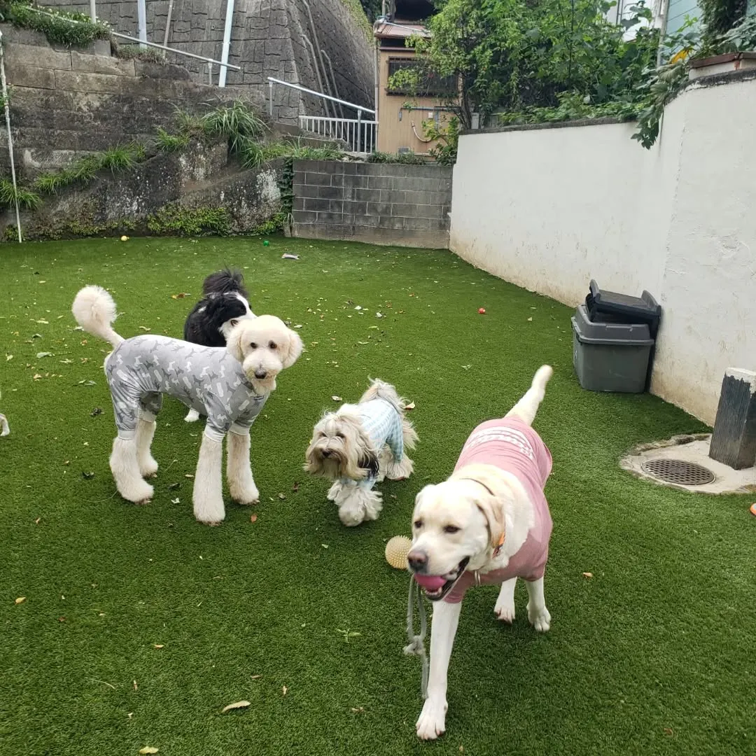 朝台風が心配でしたが思ったほど風も強くなかったので朝送迎に行...