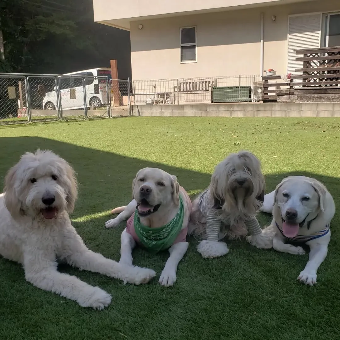 良いお天気になったのでお散歩行ってランで遊ぶわんこさん♥️