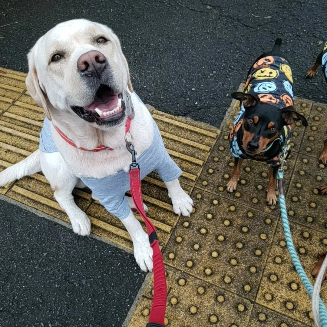 1日雨でお散歩いけないかと思ってましたが雨がやんでくれたので...
