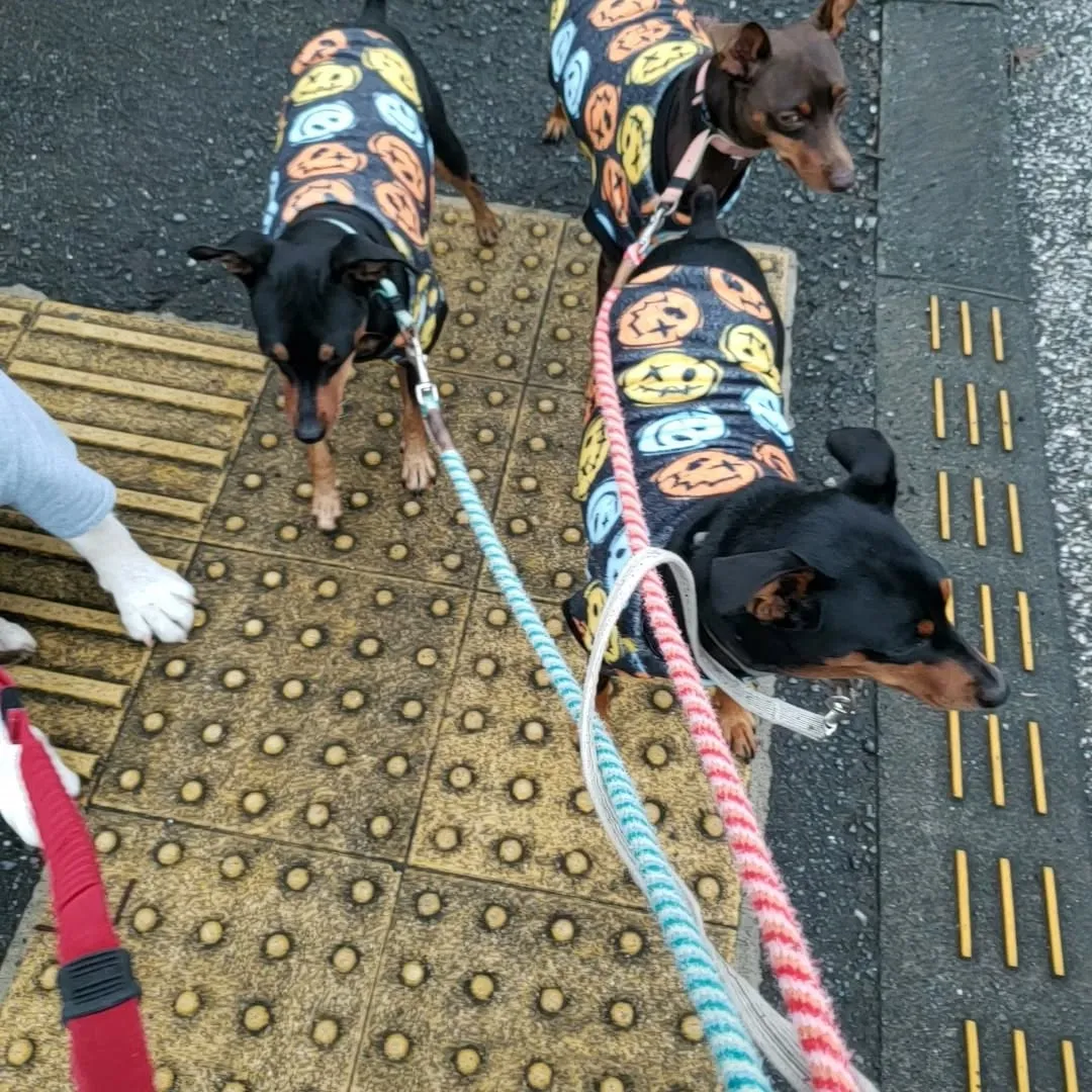 1日雨でお散歩いけないかと思ってましたが雨がやんでくれたので...