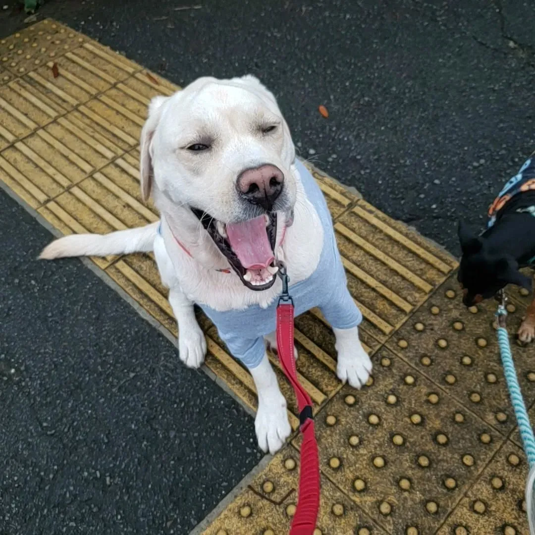 1日雨でお散歩いけないかと思ってましたが雨がやんでくれたので...