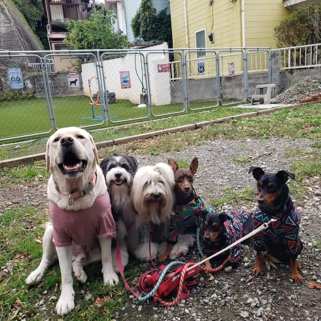 曇りですが雨も降ってないのでお散歩へ行った後ランで遊ぶわんこ...