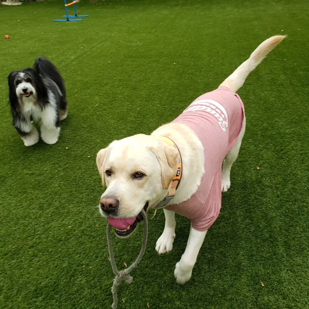 曇りですが雨も降ってないのでお散歩へ行った後ランで遊ぶわんこ...