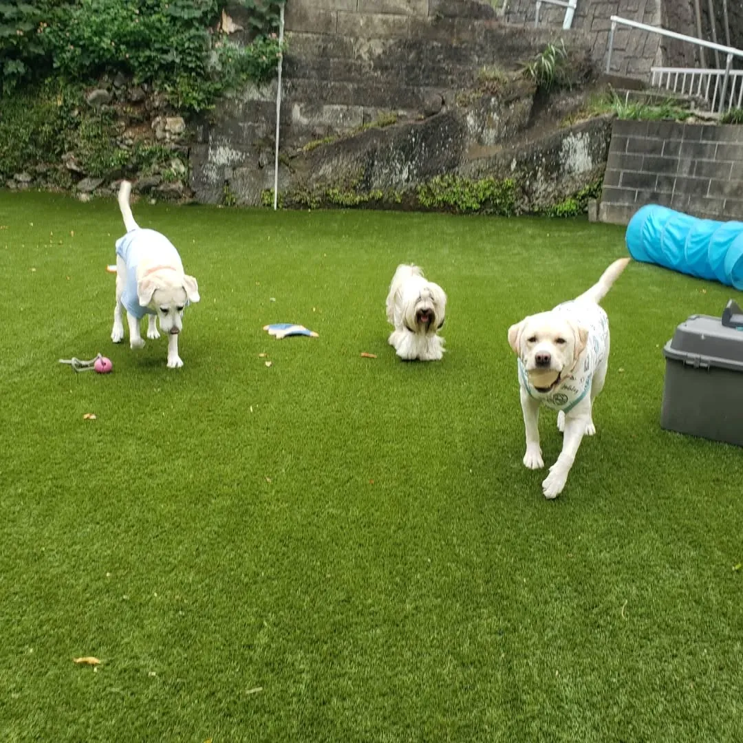 ランで楽しく遊ぶわんこさん♥️
