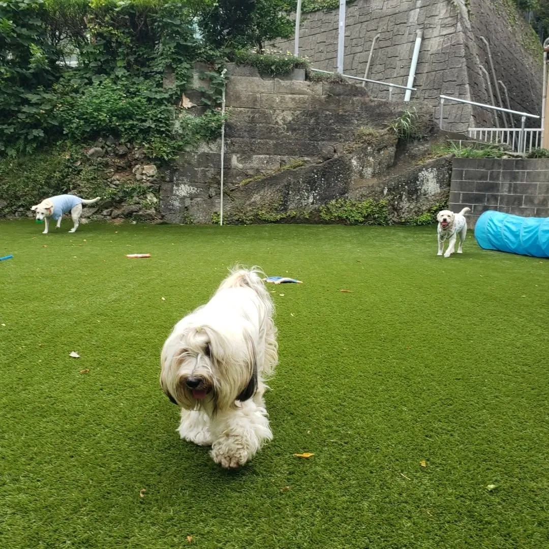 ランで楽しく遊ぶわんこさん♥️