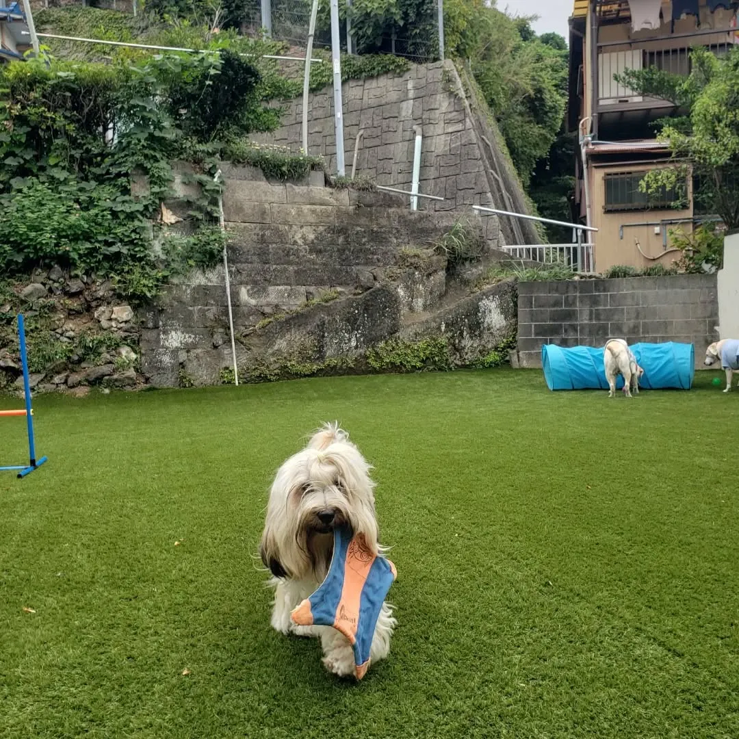 ランで楽しく遊ぶわんこさん♥️
