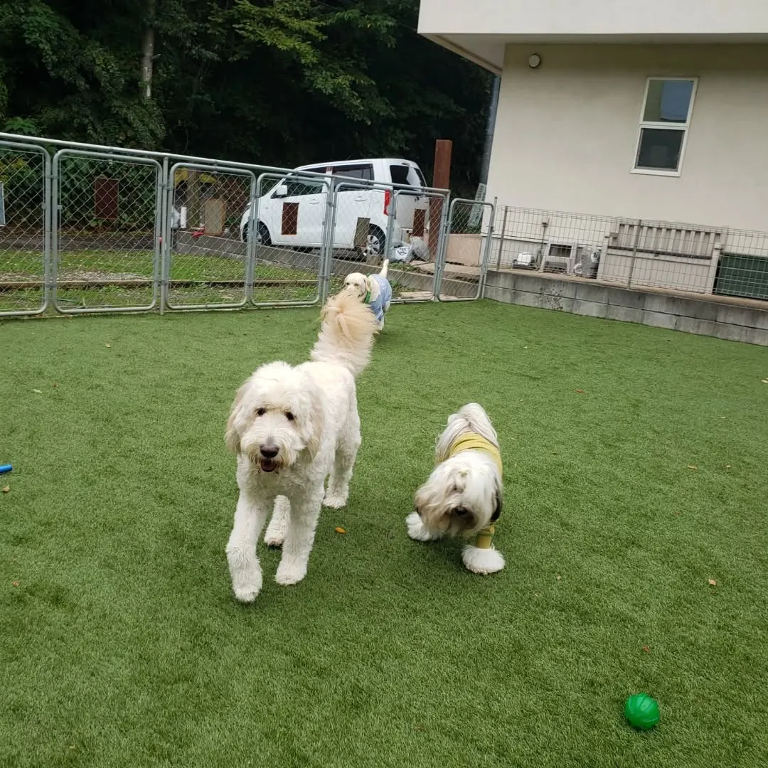朝はなんとか雨も降らなくてランで遊べたわんこさん♥️