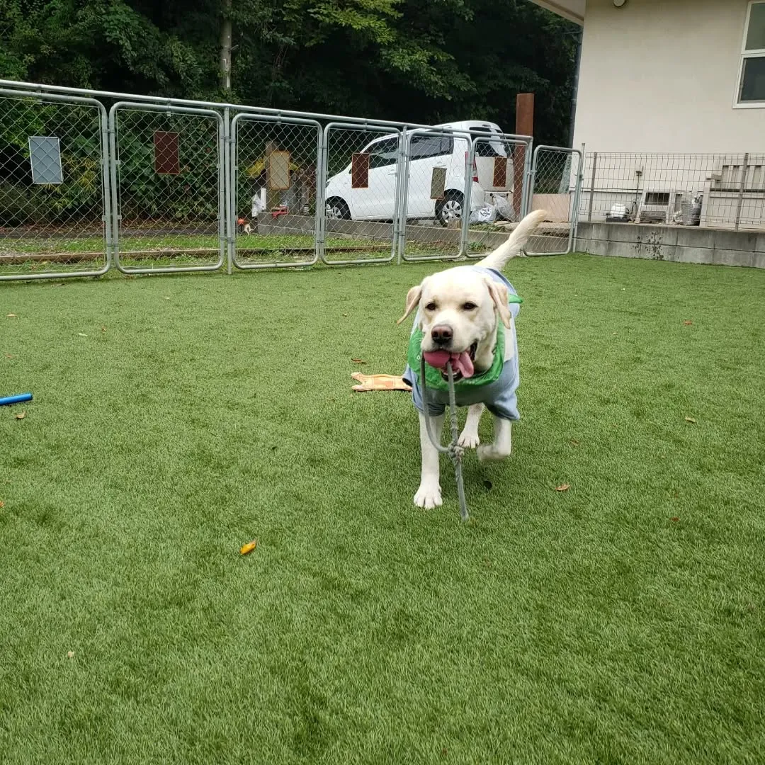朝はなんとか雨も降らなくてランで遊べたわんこさん♥️