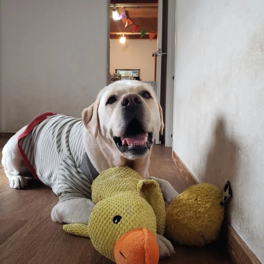 朝はなんとか雨も降らなくてランで遊べたわんこさん♥️