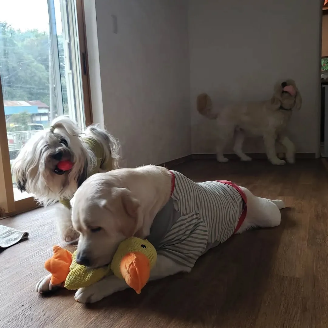 朝はなんとか雨も降らなくてランで遊べたわんこさん♥️