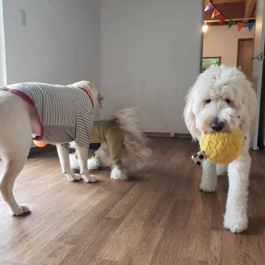 朝はなんとか雨も降らなくてランで遊べたわんこさん♥️