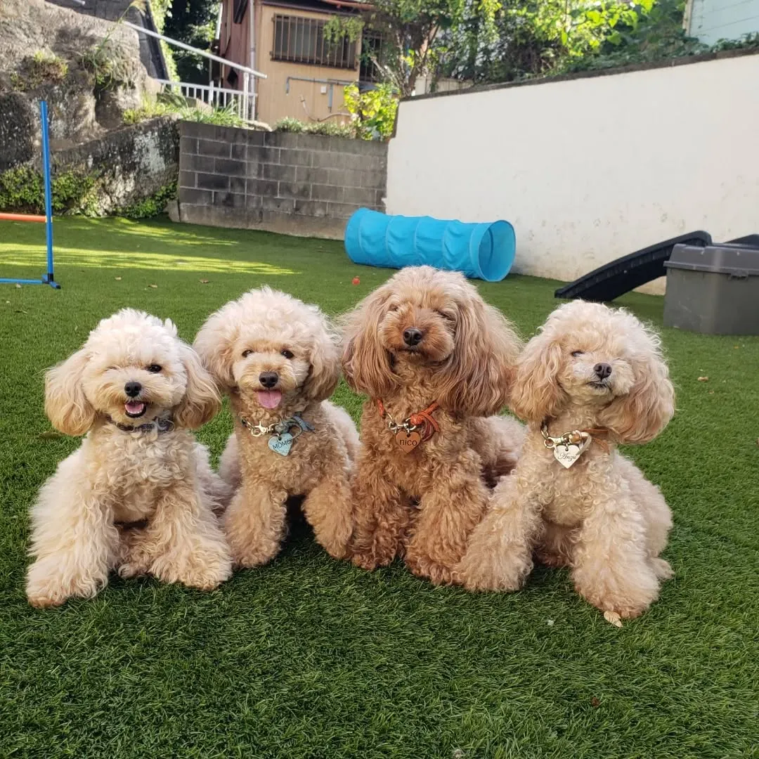 ホームステイに来てくれたプードルファミリー♥️