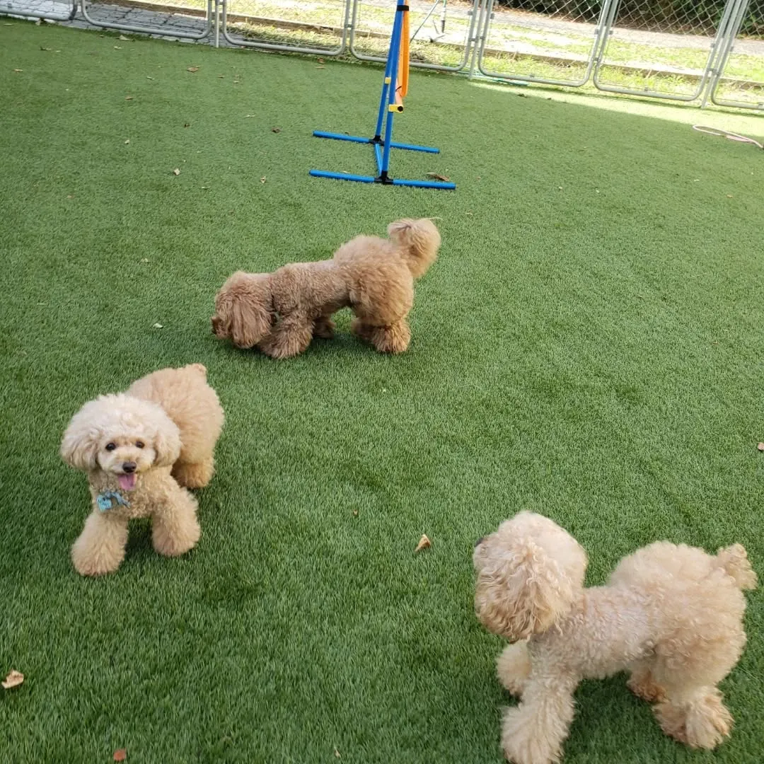 ホームステイに来てくれたプードルファミリー♥️