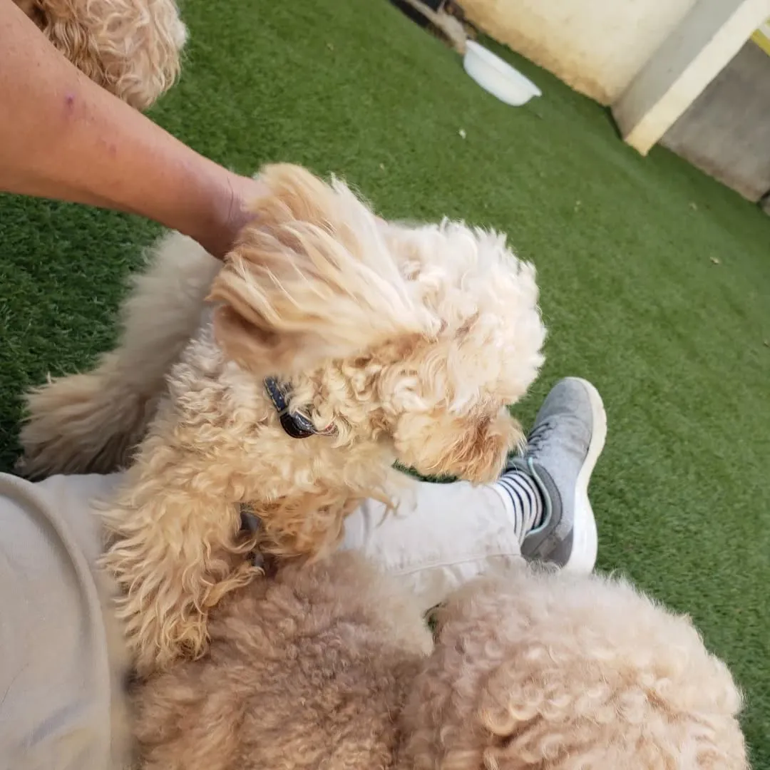 ホームステイに来てくれたプードルファミリー♥️