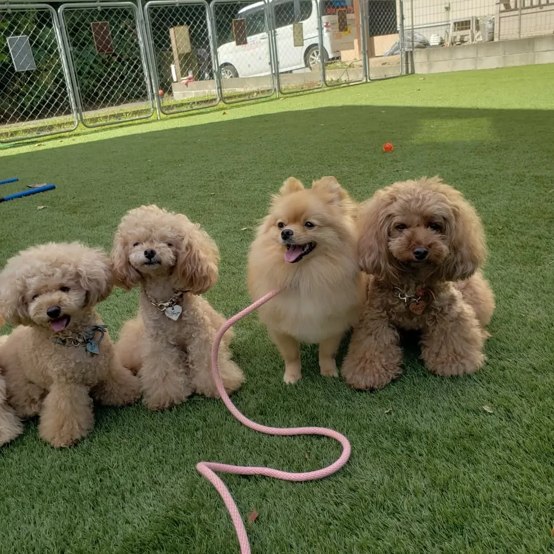 ホームステイに来てくれたプードルファミリー♥️