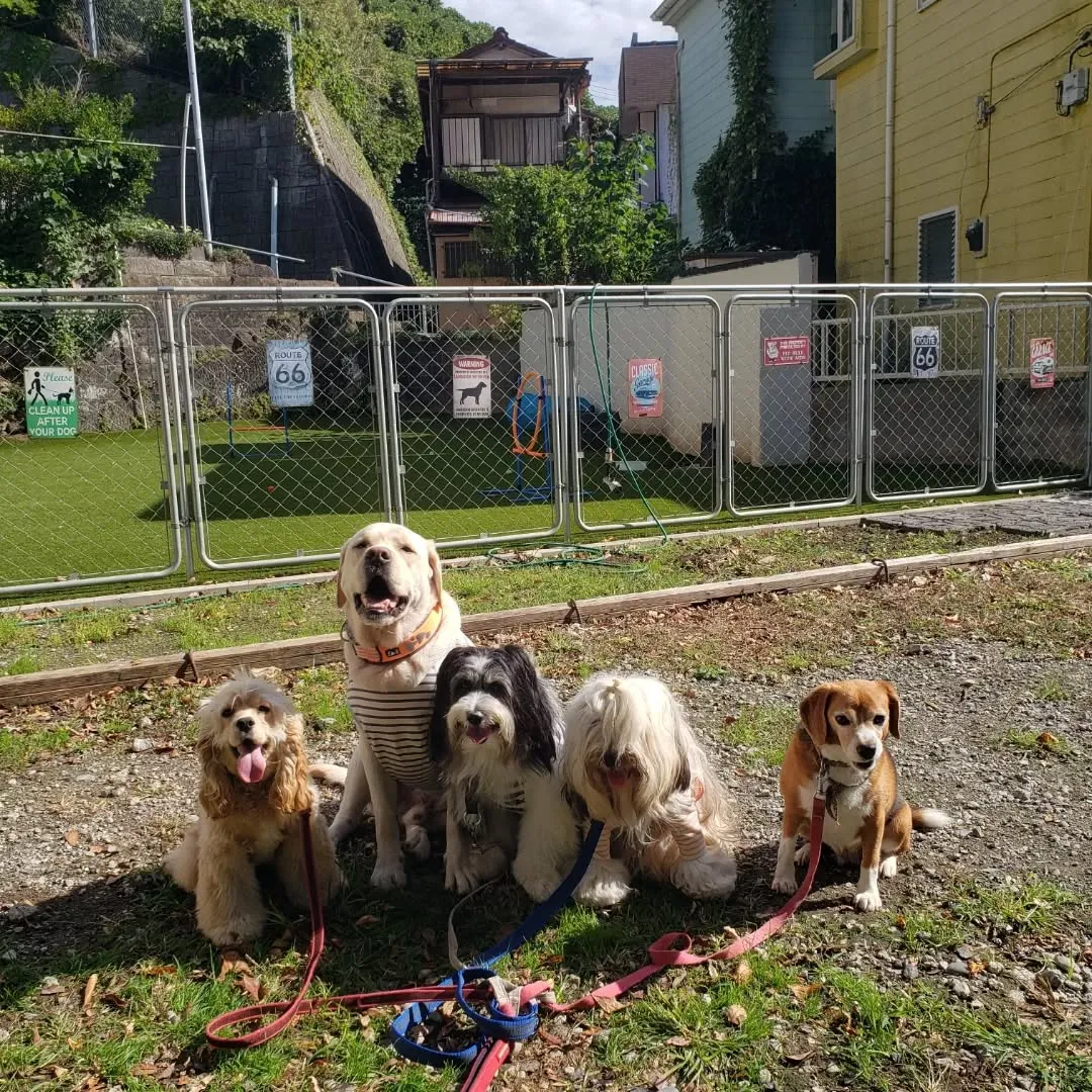 初めてホームステイに来てくれたA.コッカーの海ちゃん💓