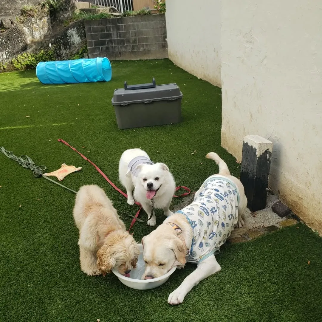 朝はみんなでお散歩へ🎵