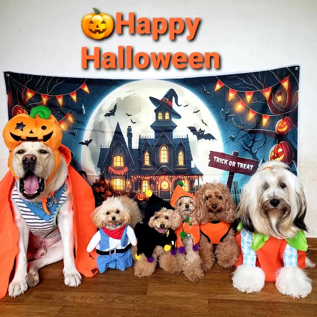 毎年お決まりの🎃ハロウィーン仮装💓